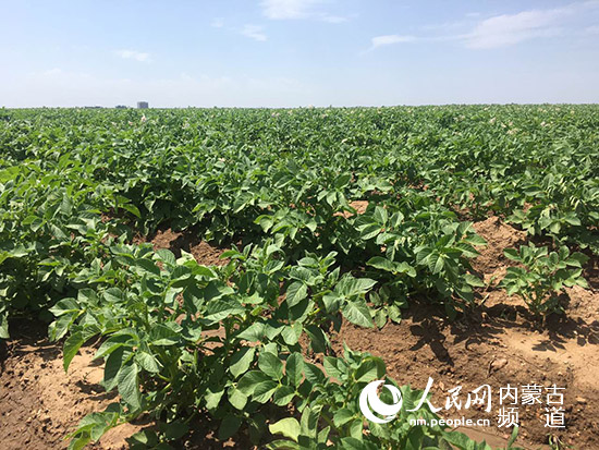 R+p݆ӴÓؚԑ          R+p݆ӴÓؚԑ         m첼е̎ɹŸԭ13001500ףҹزͷǳmRLȫÿ꽵ˮ༯ߡ£ռȫ꽵ˮ70%ңҲRLˮĕrڣͬNaе쪚ăݡȫRNֲe400fNֲeͿaռ΅^Ľ1/2sռȫ6%҇мλӵһ҇ҪRNƷͼӹaأRaIFѽɞȫrIɫaI֮һu顰Ї    ʮ塱r҇ȫ潨СěQAΣؚMPIṛ2020꣬Ҫ_҇FИ˜rؚ˿ڌFÓؚؚhȫժñQ^wؚ}ҪȫĹͬŬrIIþ޴@棬ɹSNI޹˾ԼЄʾHoؚ؅^YֺͿƌWgorṩ˃ƷN򞡢͘ICԼaIlչĄ     