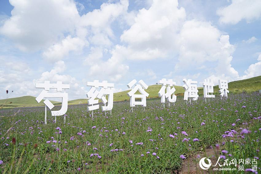 烏拉蓋草原的芍藥谷。師博攝