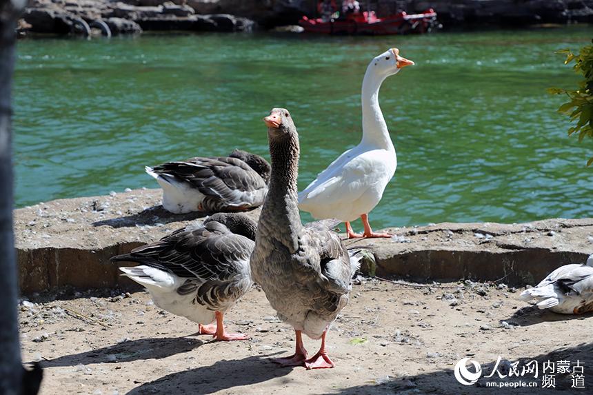 湖邊正在覓食的鵝群。人民網 趙夢月攝
