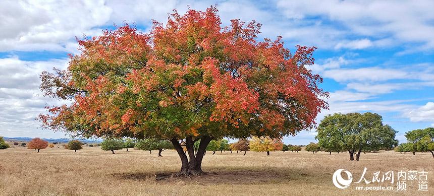 金秋五角楓美景。國建軍攝
