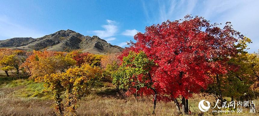 金秋五角楓美景。國建軍攝