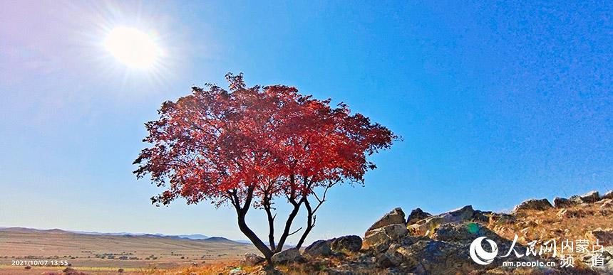金秋五角楓美景。國建軍攝
