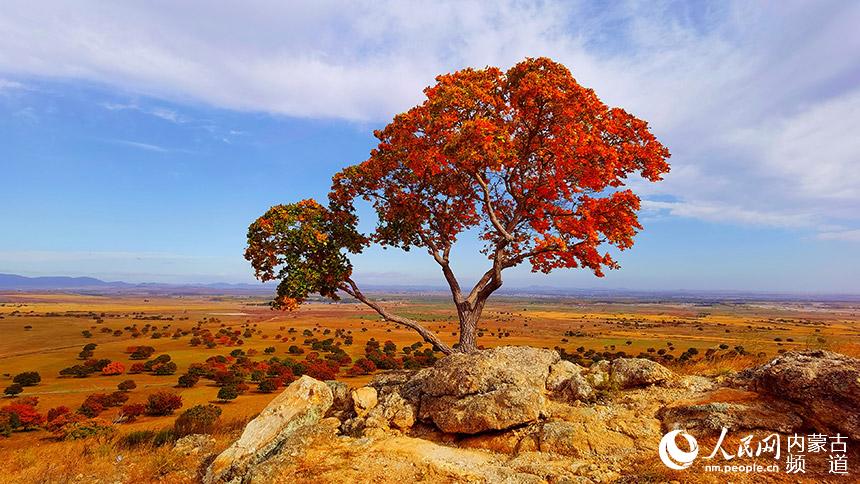 金秋五角楓美景。王玉紅攝