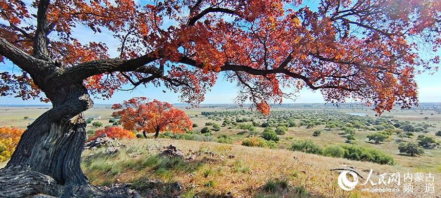 金秋五角楓美景。國建軍攝