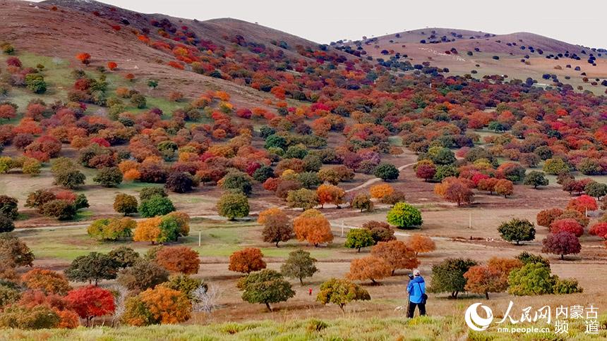 金秋五角楓美景。王玉紅攝