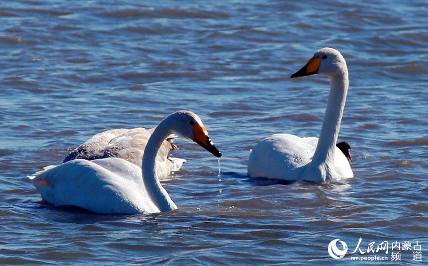 水中嬉戲。那仁朝格圖攝