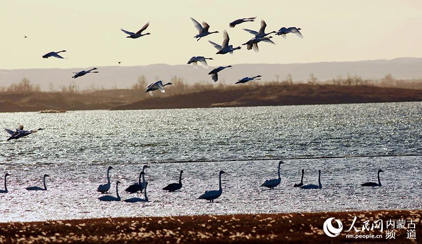 候鳥飛臨。那仁朝格圖攝
