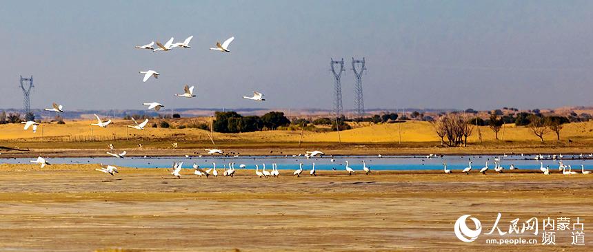候鳥飛臨。德勒嘿攝