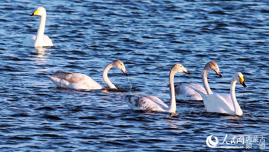 水中嬉戲。那仁朝格圖攝