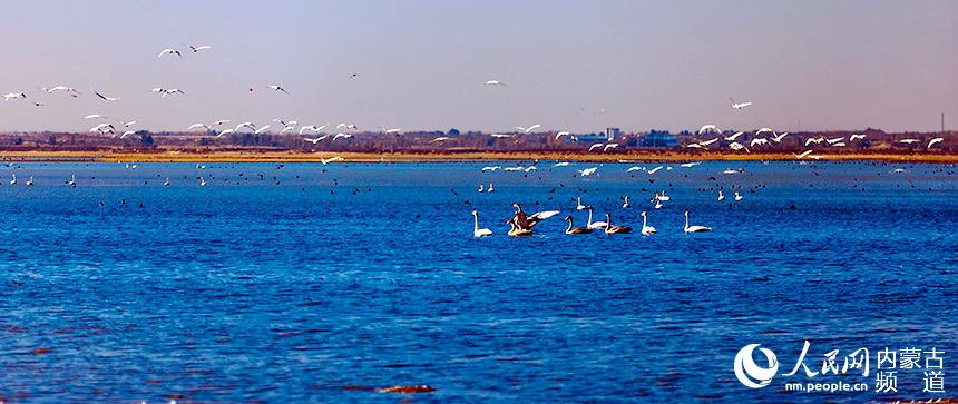 水鳥成群游弋。德勒嘿攝
