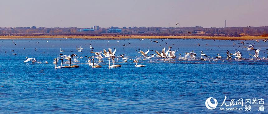 水鳥成群游弋。德勒嘿攝