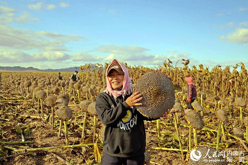 村民端起碩大的向日葵盤。白敖敏攝