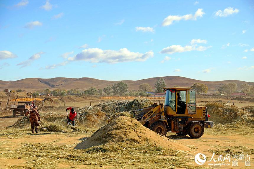 田間地頭一派繁忙景象。白敖敏攝