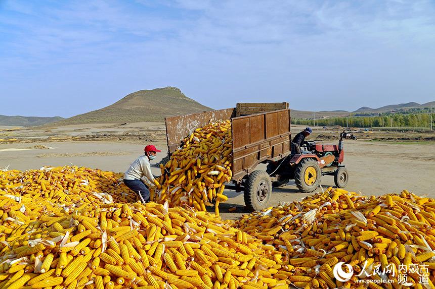 地上堆滿了金黃的玉米棒子。白敖敏攝