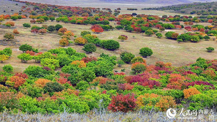 各種色彩交織輝映。白敖敏攝