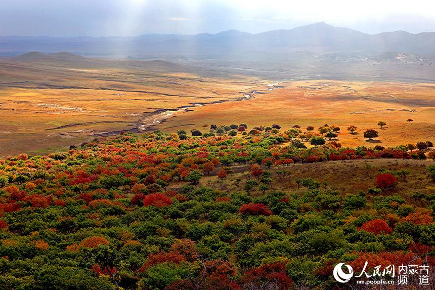 漫山遍野的五角楓。白敖敏攝