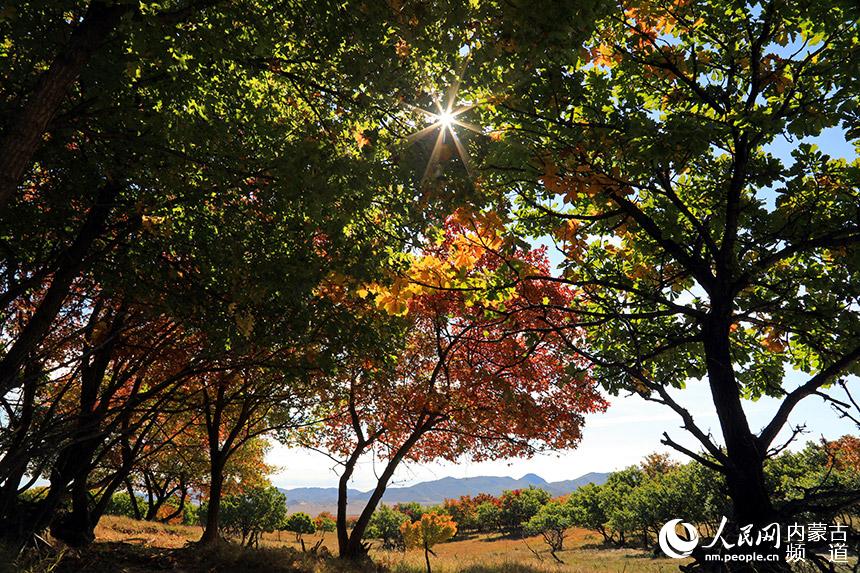 金秋暖陽下,五角楓色彩斑斕。白敖敏攝