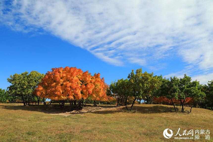 色彩斑斕的五角楓。白敖敏攝