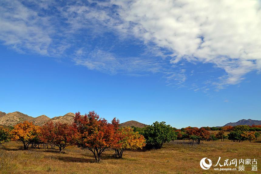 漫山遍野的五角楓。白敖敏攝