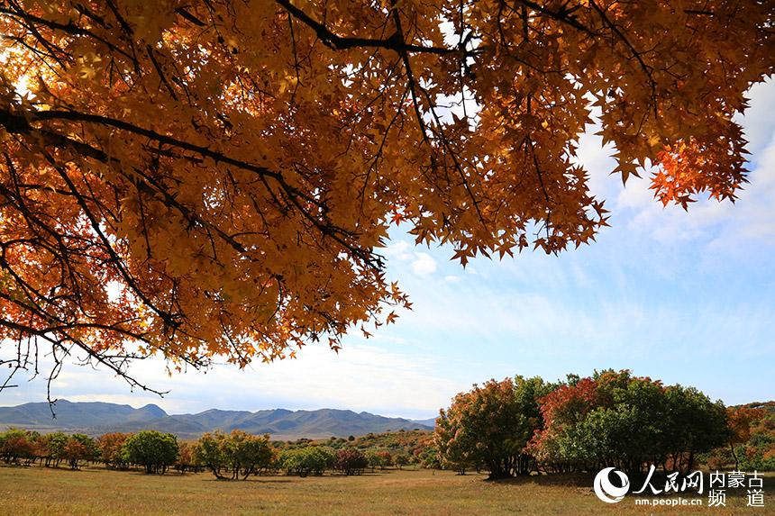 枝繁葉茂的五角楓。白敖敏攝