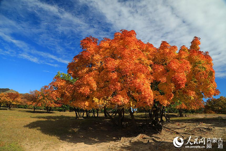 色彩斑斕的五角楓。白敖敏攝