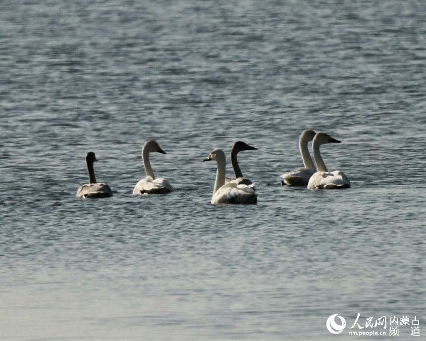 天鵝在湖中棲息。馬學(xué)獻攝