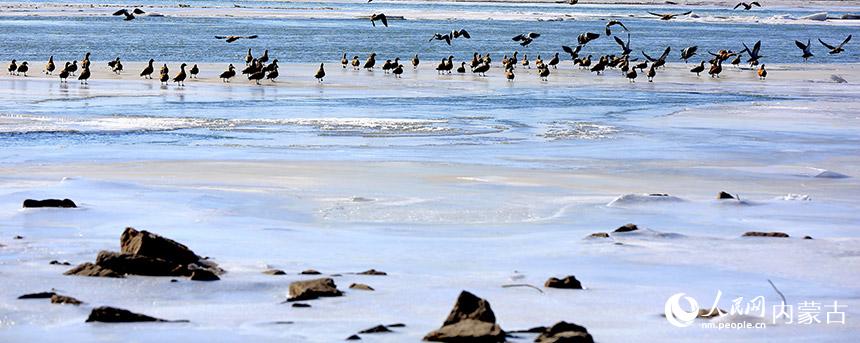 黃河準格爾大峽谷。王建中攝