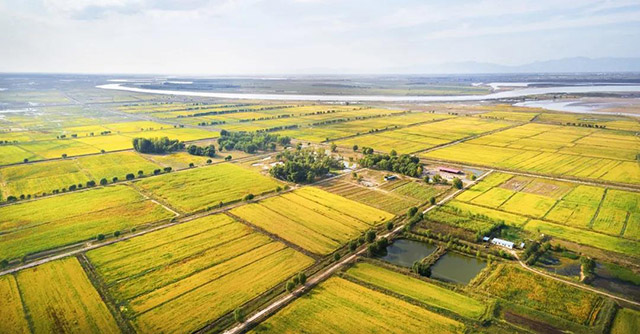 準格爾旗十二連城鄉萬畝堿稻