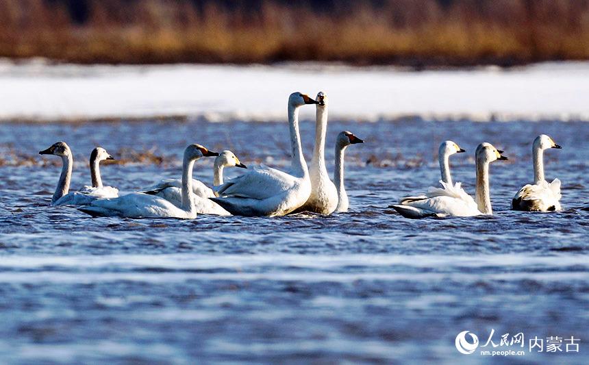 小天鵝水中游弋。朱浩宇攝