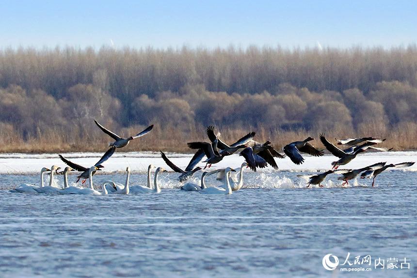 小天鵝、灰雁自由嬉戲。王永生攝