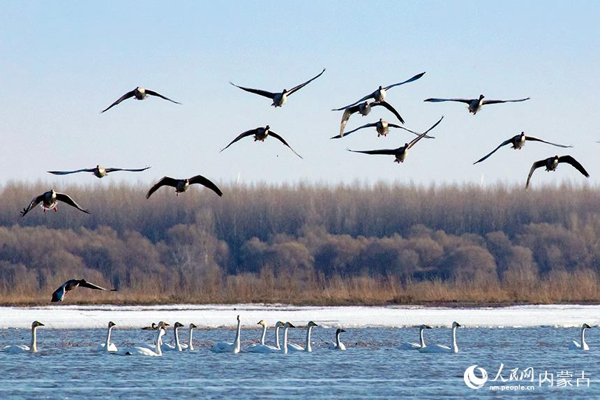 小天鵝、灰雁翻飛翱翔。王永生攝