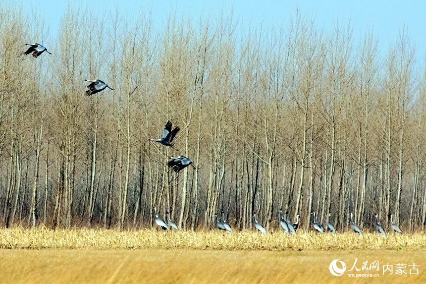 白枕鶴悠閑覓食。王永生攝