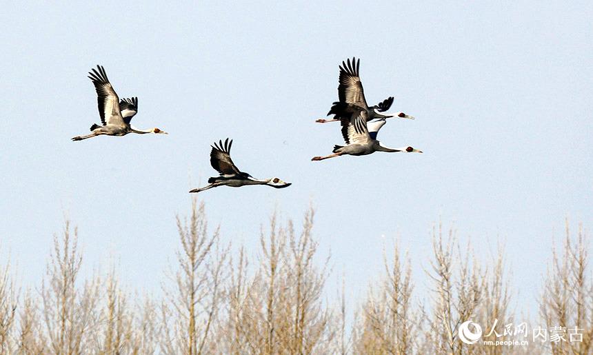 白枕鶴翱翔藍天。朱浩宇攝