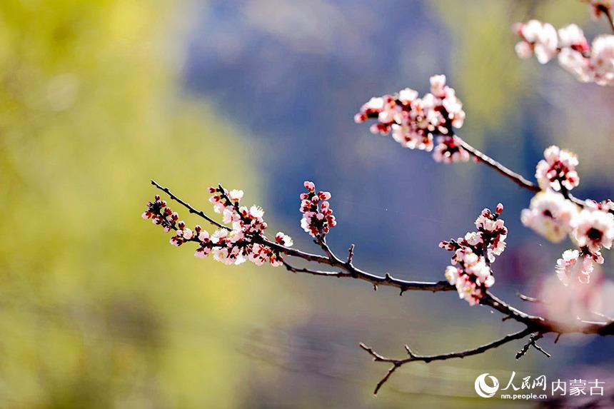 呼和浩特市回民區(qū)烏素圖村杏花盛放,美不勝收。樂(lè)炎攝