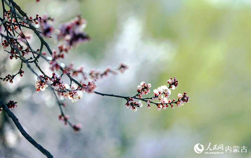 呼和浩特市回民區(qū)烏素圖村杏花盛放,美不勝收。樂(lè)炎攝