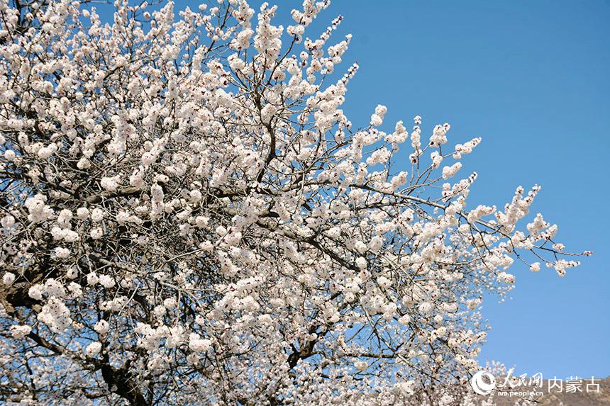 |؈Dӻʢ_ (sh)(x)ٔz