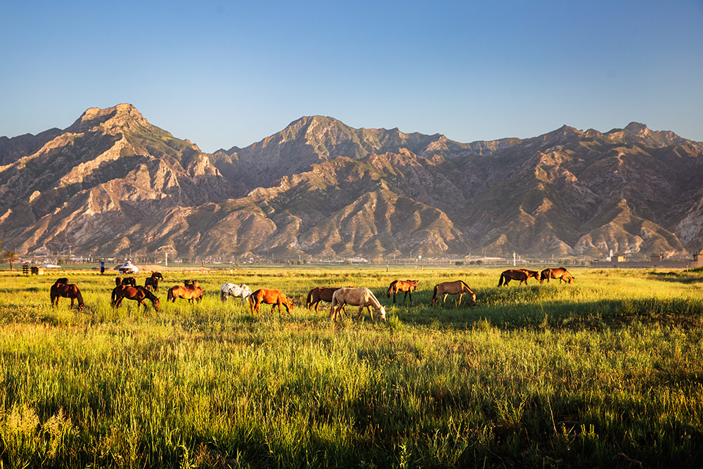大青山前坡良好的生態(tài)