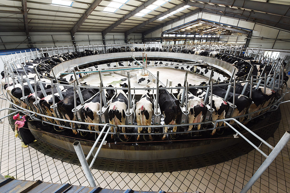 現(xiàn)代化奶牛養(yǎng)殖牧場