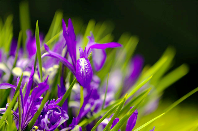 在烏審召，遇見最美的馬蘭花