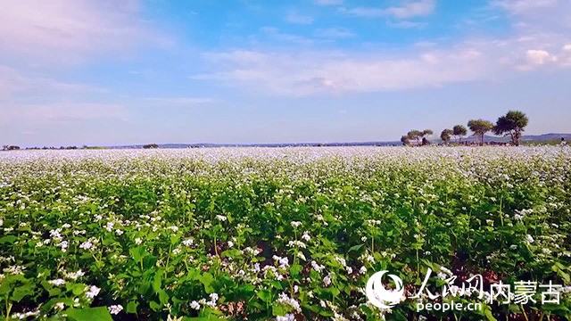 庫倫旗蕎麥花開。庫倫旗委宣傳部供圖