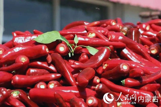 開魯縣紅彤彤的紅干椒。人民網(wǎng) 富麗娟攝