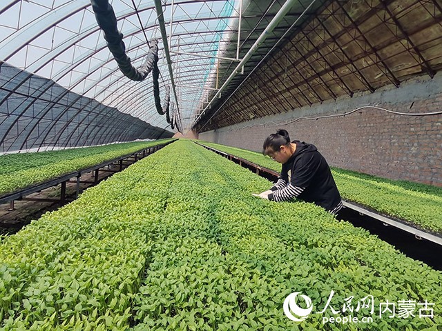開魯縣農(nóng)業(yè)技術(shù)推廣中心育苗棚,技術(shù)人員正在侍弄辣椒苗。胡建華攝