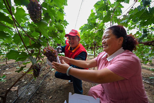 7月6日,國家電網蒙東電力(科右前旗)科爾沁鎮供電所共產黨員服務隊隊員幫農戶采摘葡萄。新華社記者 彭源 攝