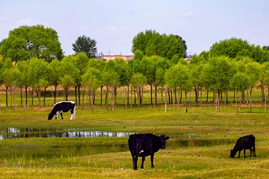 動物在悠閑地吃草。德勒嘿攝