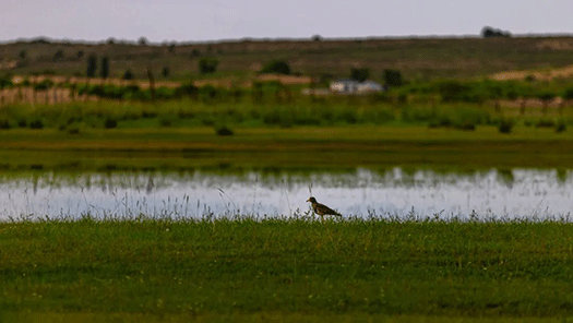 鳥兒在岸邊悠閑散步。德勒嘿攝