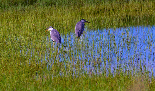 水中的鳥兒。德勒嘿攝