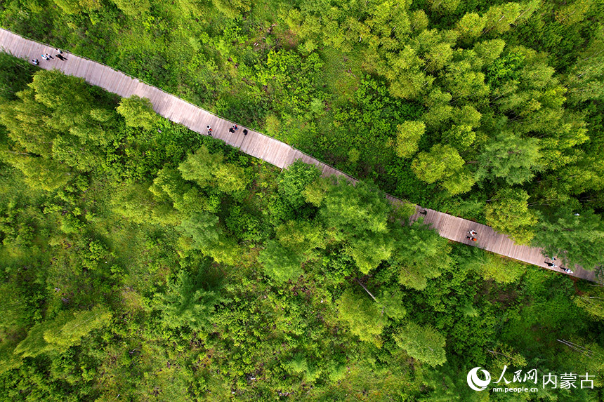 阿爾山國家森林公園航拍。王健攝