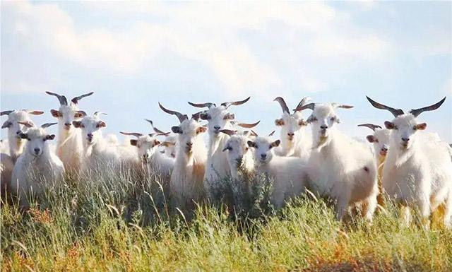 阿爾巴斯白絨山羊核心保護(hù)區(qū)