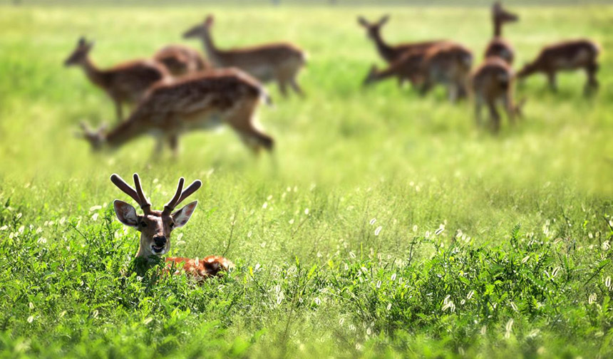 草原嬉戲的梅花鹿。