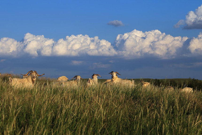 無邊草色沐秋光